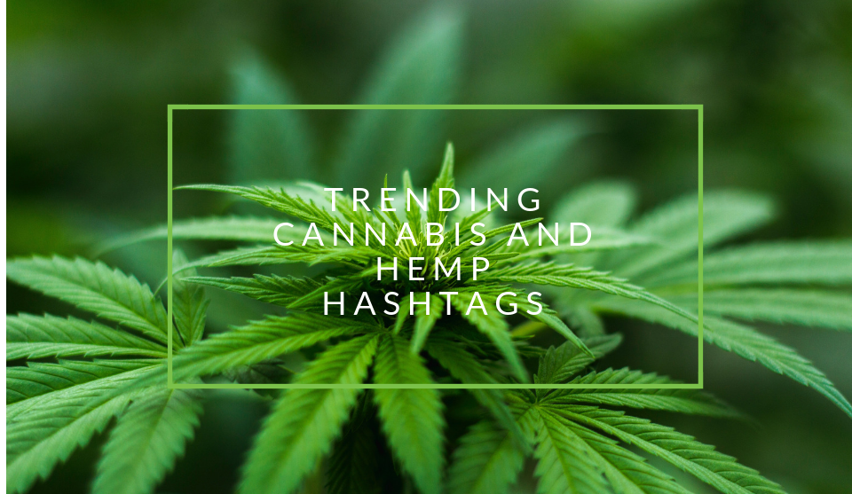 Trending hemp and weed hashtags